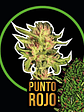 Punto Rojo Fast Version X100-Delirium Seeds - Miniatura 1