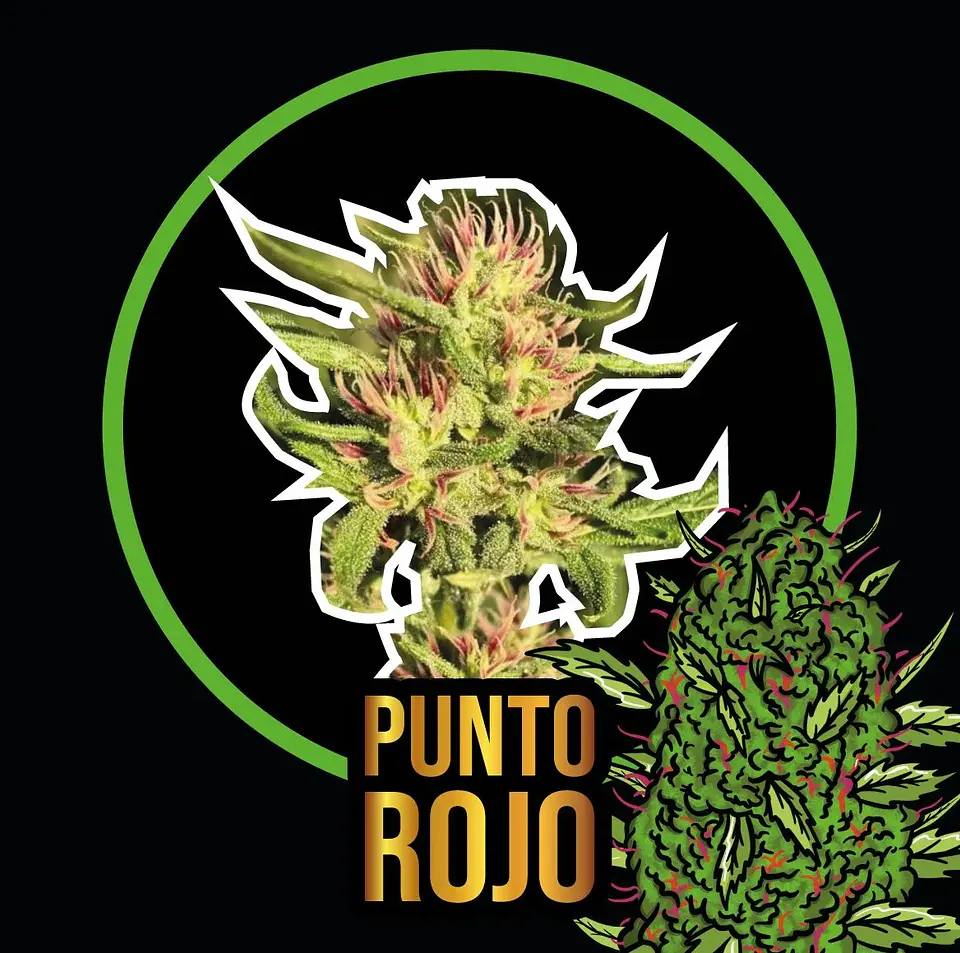 Punto Rojo Fast Version -Delirium Seeds (X100/X4/X2/X1) 1