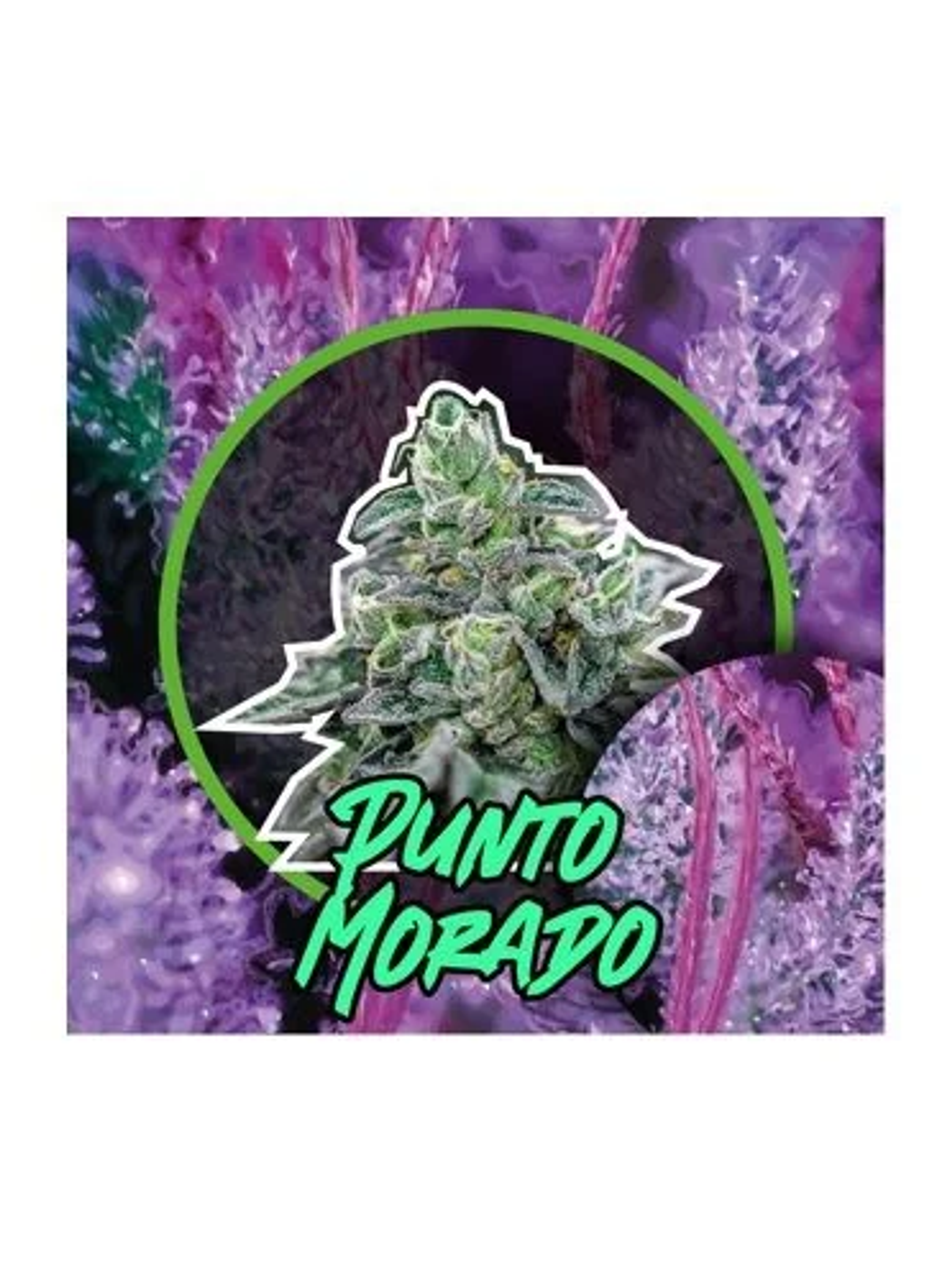 Punto Morado Fem -Delirium Seeds (X100/X4/X2/X1) 1