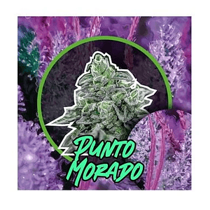 Punto Morado Fem X100-Delirium Seeds