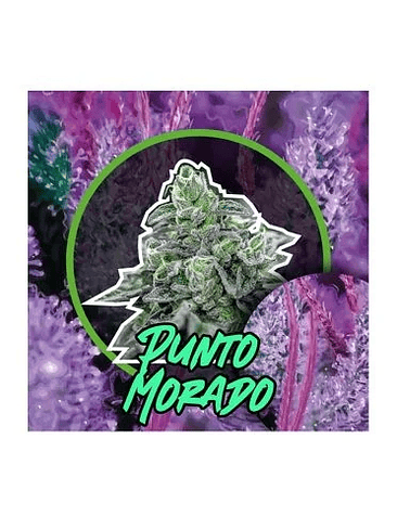 PUNTO MORADO FEM X100-DELIRIUM SEEDS 1