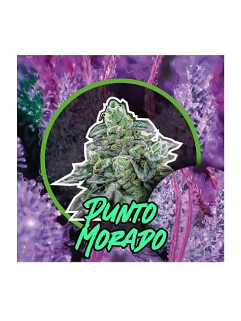 Punto Morado Fem -Delirium Seeds (X100/X4/X2/X1) 1