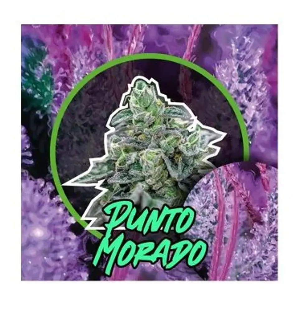 Punto Morado Fem -Delirium Seeds (X100/X4/X2/X1) 1