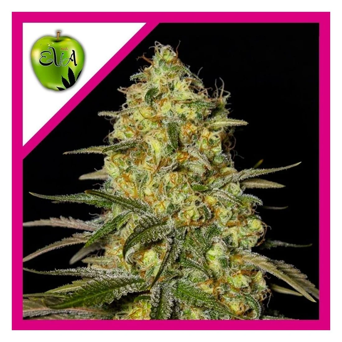 Black Dream Fem X3+1-Eva Seeds 1