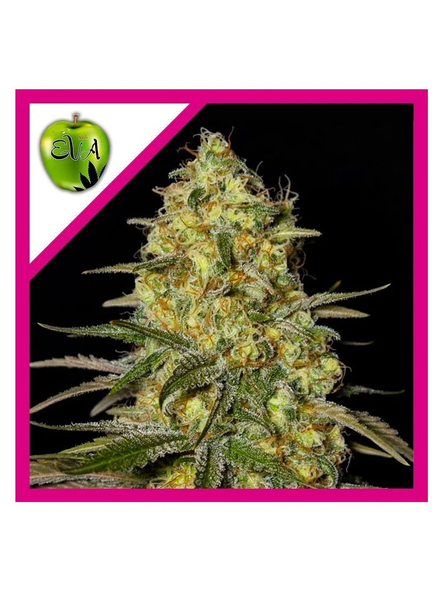 Black Dream Fem X3+1-Eva Seeds 1