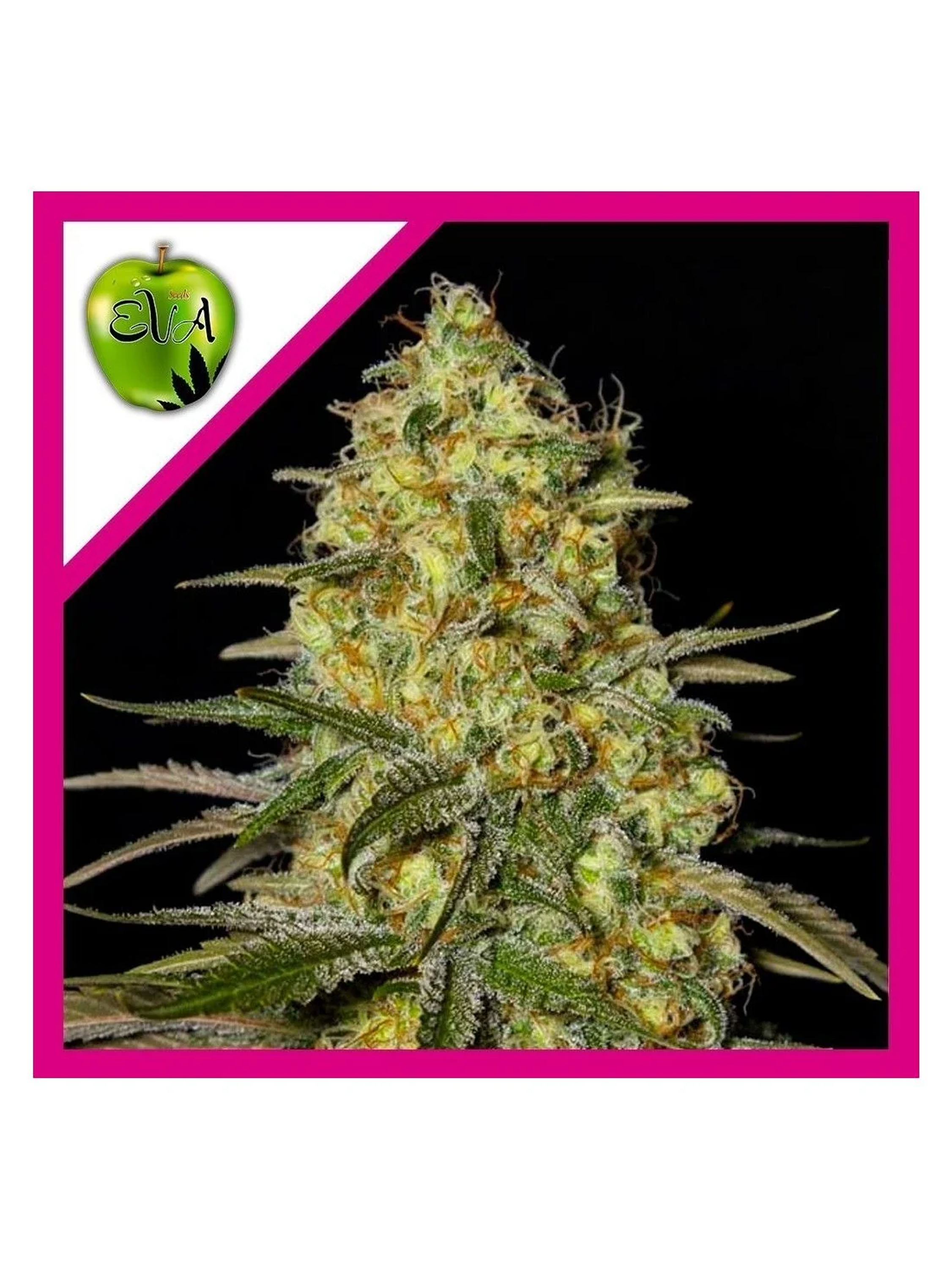 Black Dream Fem X3+1-Eva Seeds 1