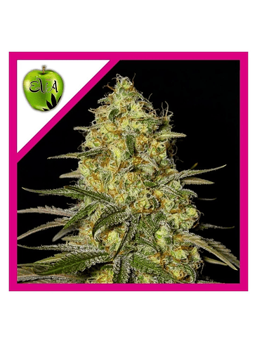 BLACK DREAM FEM X3+1-EVA SEEDS 1