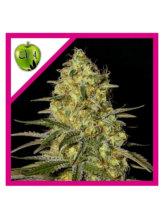 BLACK DREAM FEM X3+1-EVA SEEDS 1