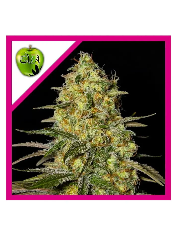 Black Dream Fem X3+1-Eva Seeds 1