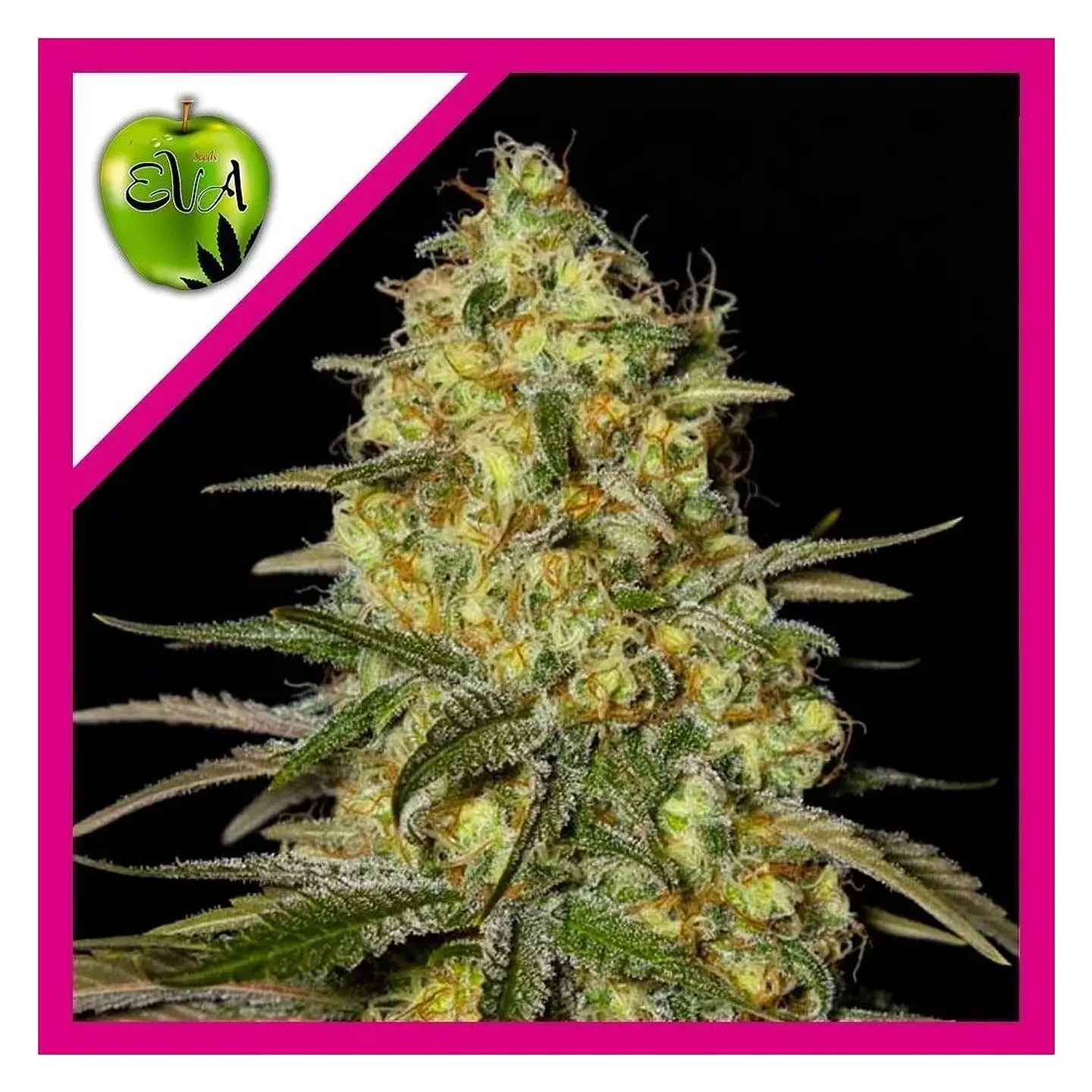 Black Dream Fem X3+1-Eva Seeds 1
