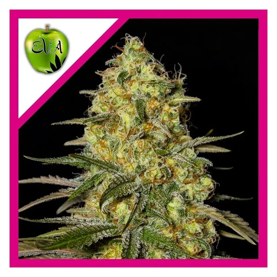 Black Dream Fem X3+1-Eva Seeds 1