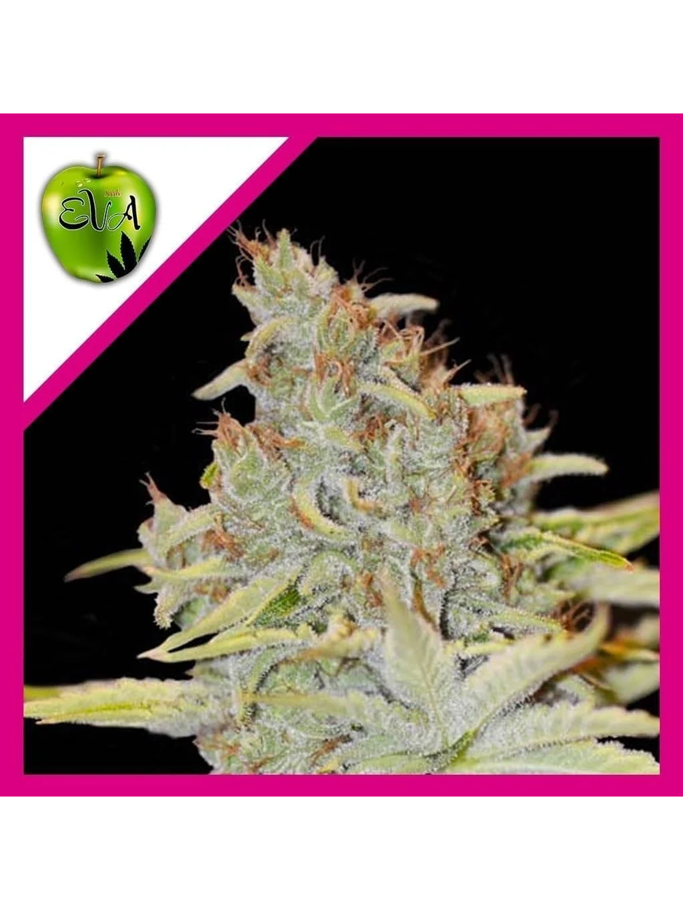 Furious Candy Fem -Eva Seeds (X3/X3+1) 1