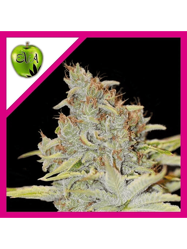 FURIOUS CANDY  FEM X3+1-EVA SEEDS 1