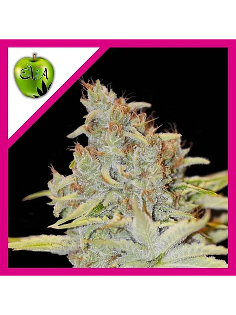 Furious Candy Fem -Eva Seeds (X3/X3+1) 1