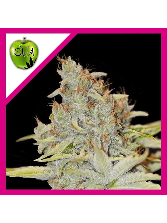 FURIOUS CANDY  FEM X3+1-EVA SEEDS 1