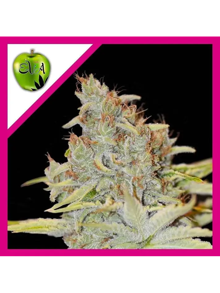 Furious Candy Fem -Eva Seeds (X3/X3+1) 1