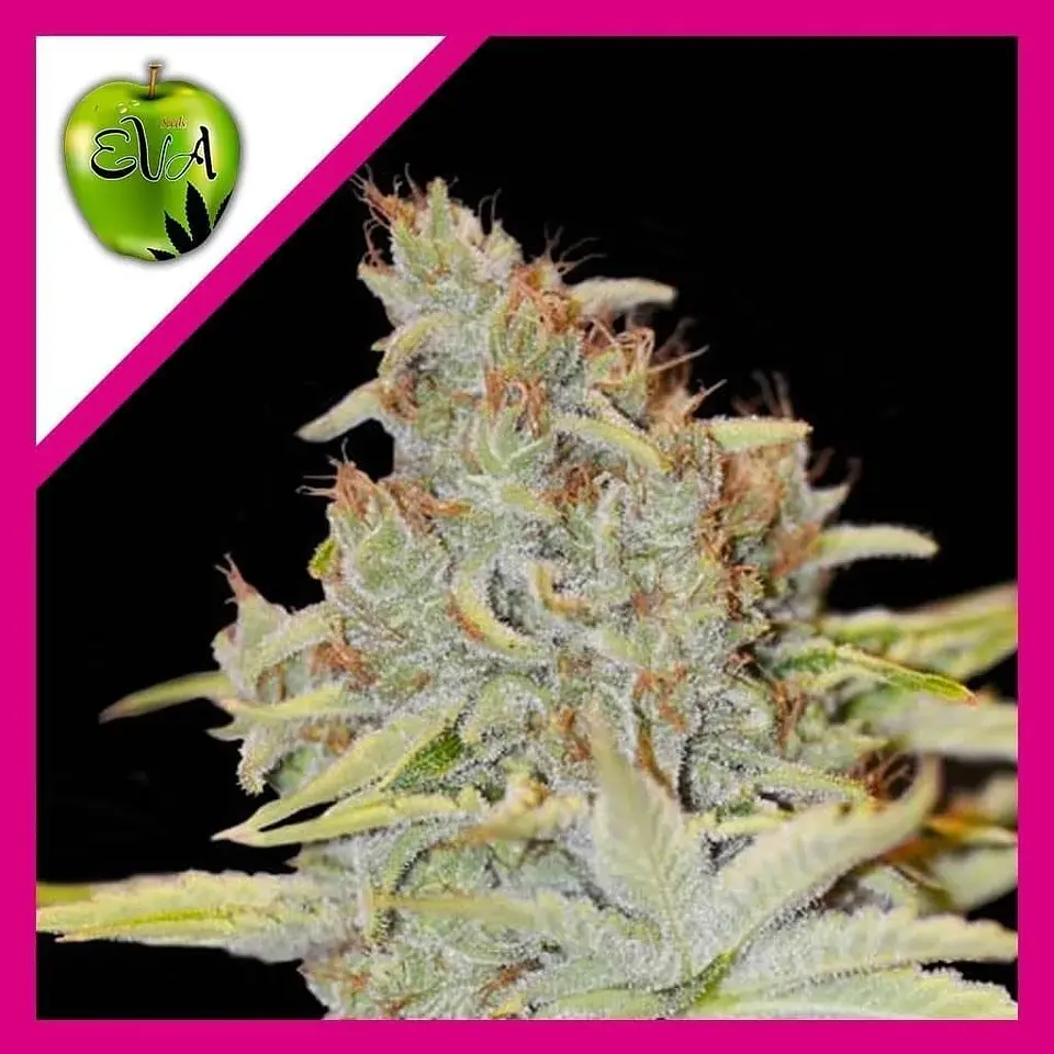 Furious Candy Fem -Eva Seeds (X3/X3+1) 1