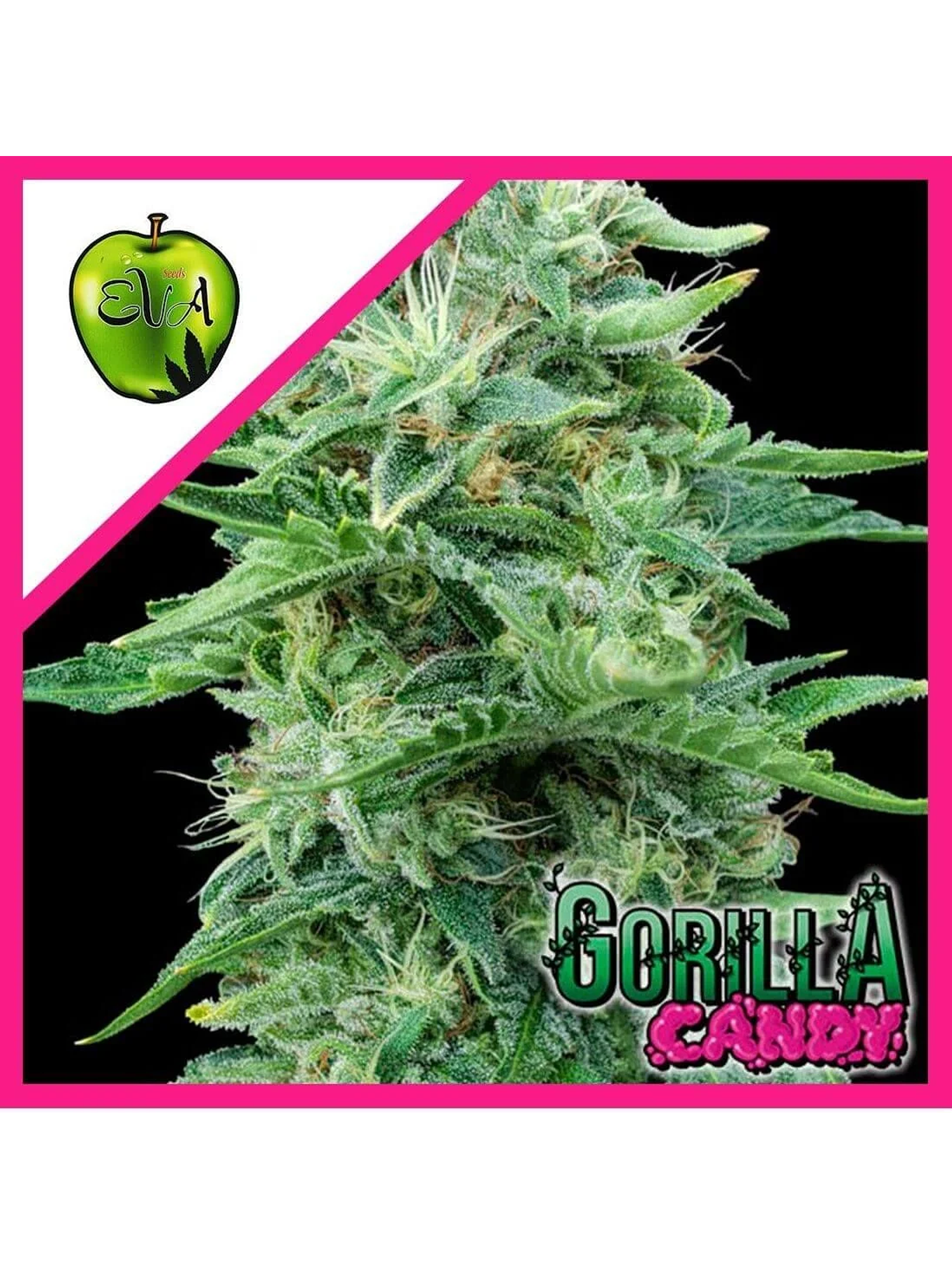 Gorilla Candy Fem X3+1-Eva Seeds 1