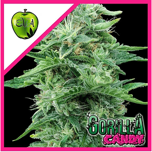 Gorilla Candy Fem X3+1-Eva Seeds