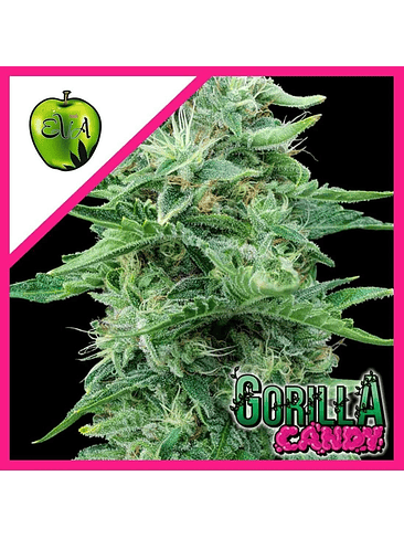 GORILLA CANDY FEM X3+1-EVA SEEDS 1