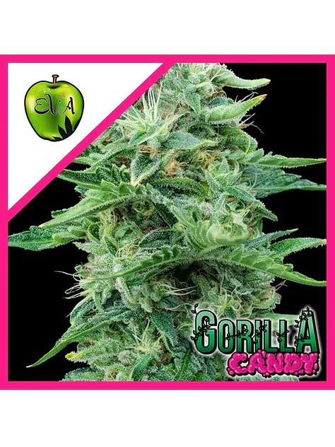 Gorilla Candy Fem X3+1-Eva Seeds 1