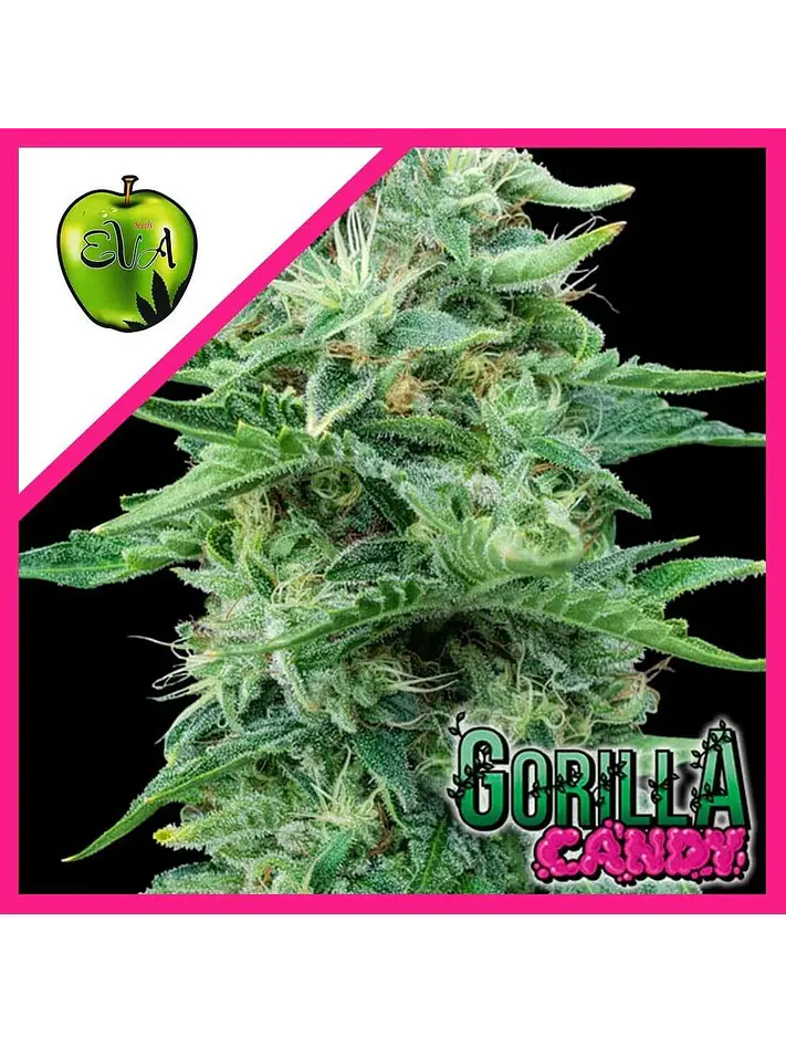 Gorilla Candy Fem X3+1-Eva Seeds 1