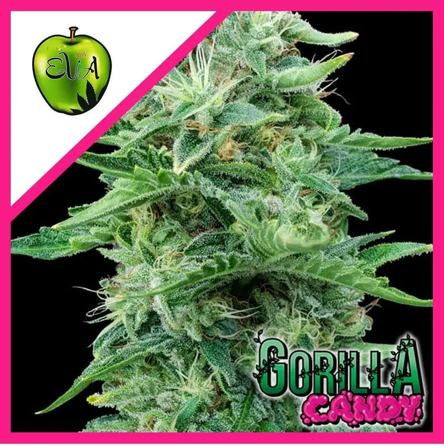 Gorilla Candy Fem X3+1-Eva Seeds 1