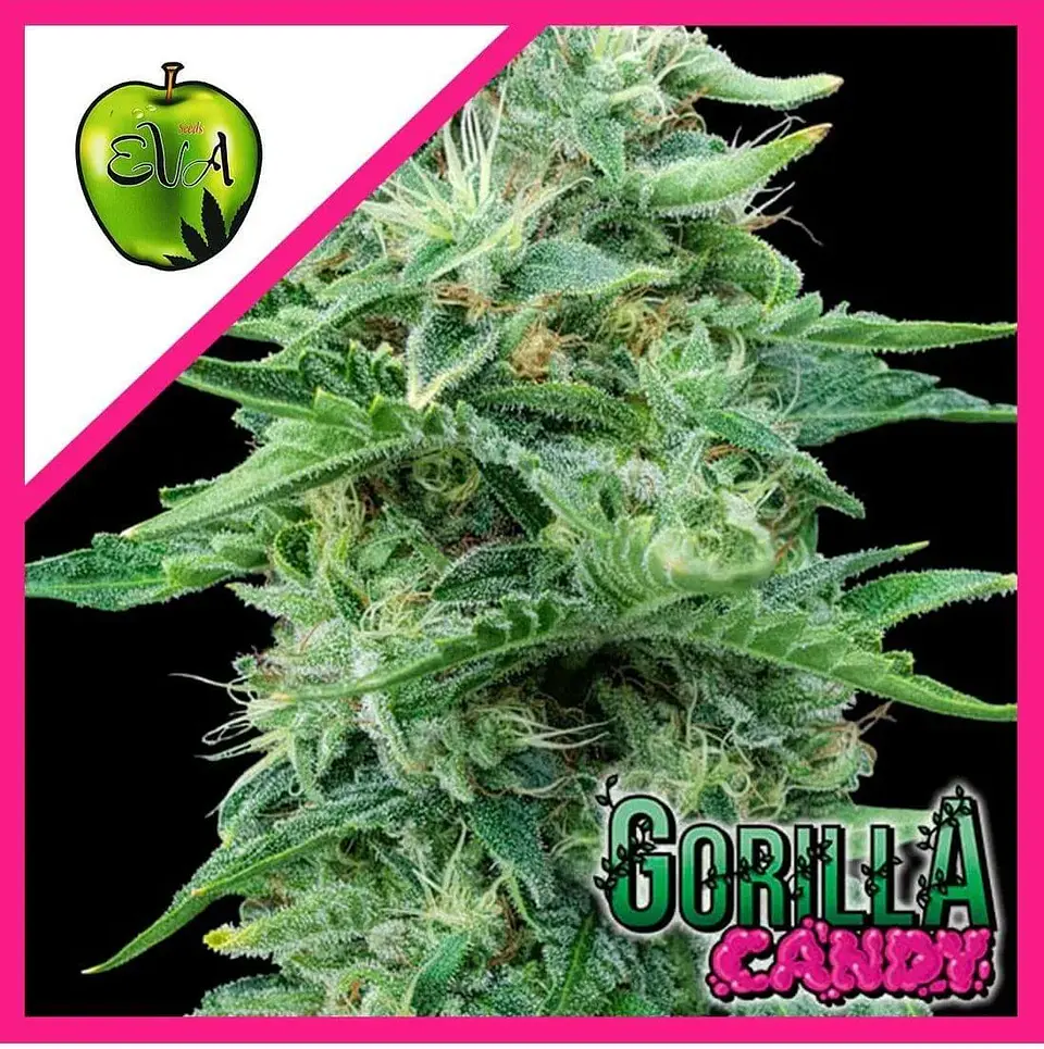 Gorilla Candy Fem X3+1-Eva Seeds 1
