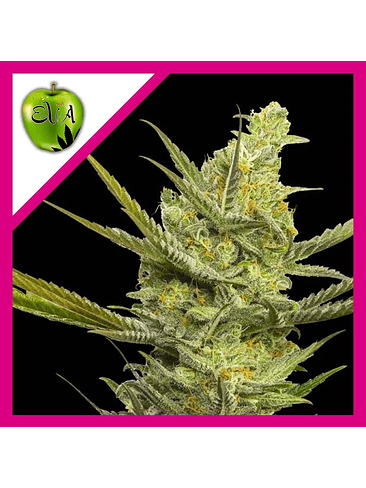 GIPSY HAZE FEM X3-EVA SEEDS 1