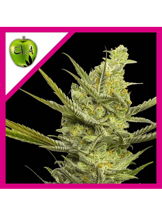 GIPSY HAZE FEM X3-EVA SEEDS 1