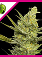 Gipsy Haze Fem X3-Eva Seeds - Miniatura 1