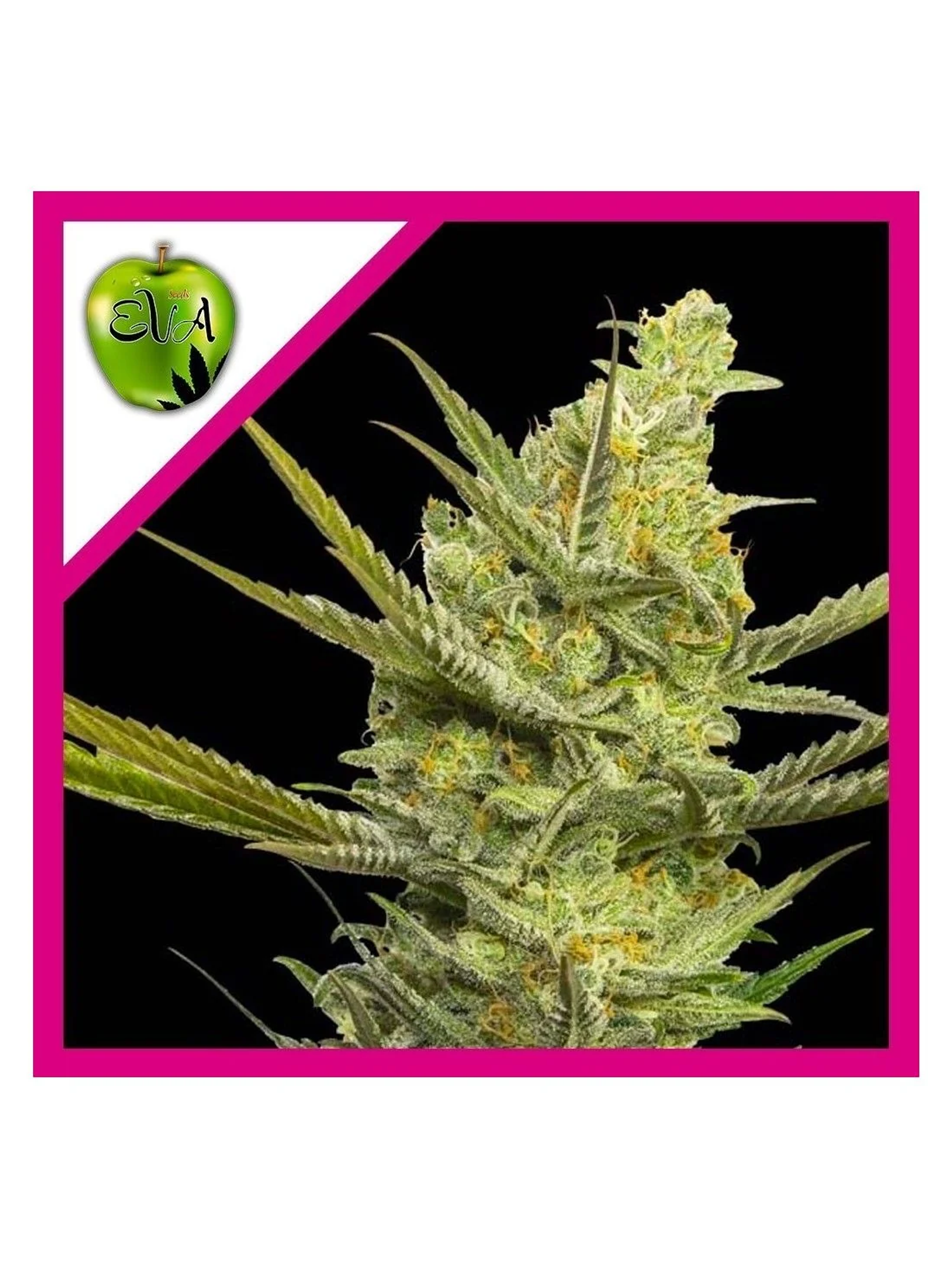 Gipsy Haze Fem -Eva Seeds (X3/X3+1) 1