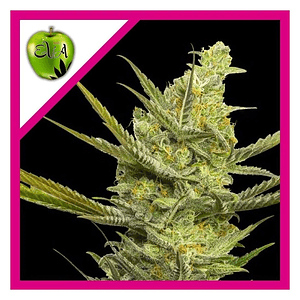 Gipsy Haze Fem X3+1-Eva Seeds
