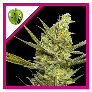 GIPSY HAZE FEM X3+1-EVA SEEDS