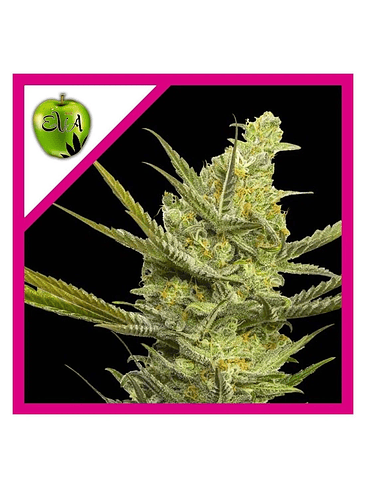 GIPSY HAZE FEM X3+1-EVA SEEDS 1