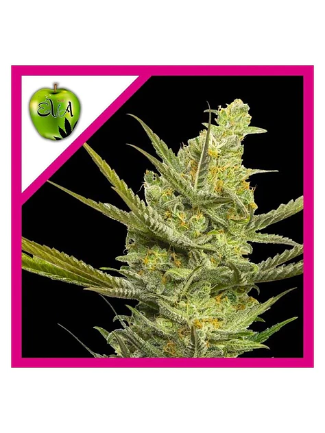 Gipsy Haze Fem -Eva Seeds (X3/X3+1) 1