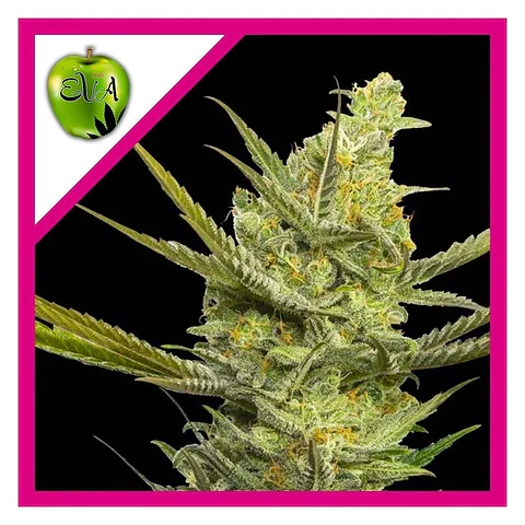 Gipsy Haze Fem -Eva Seeds (X3/X3+1)