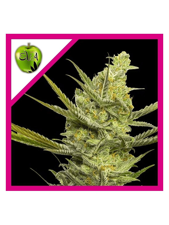 GIPSY HAZE FEM X3+1-EVA SEEDS 1