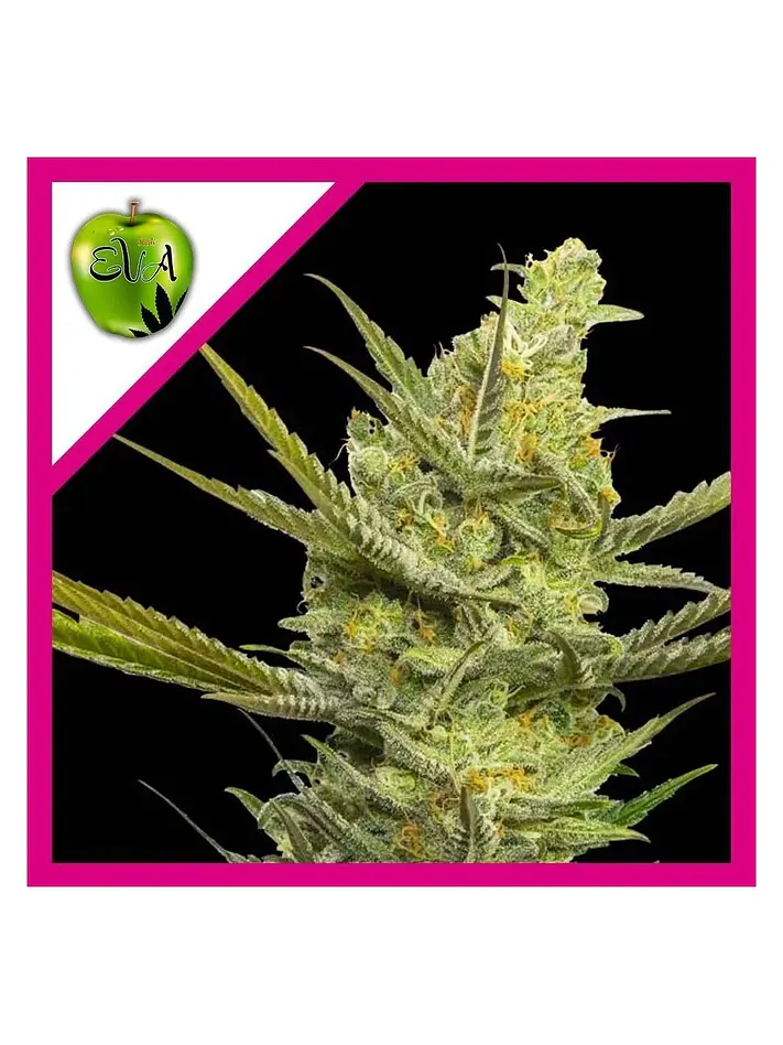 Gipsy Haze Fem -Eva Seeds (X3/X3+1) 1