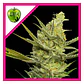 Gipsy Haze Fem -Eva Seeds (X3/X3+1) - Miniatura 1