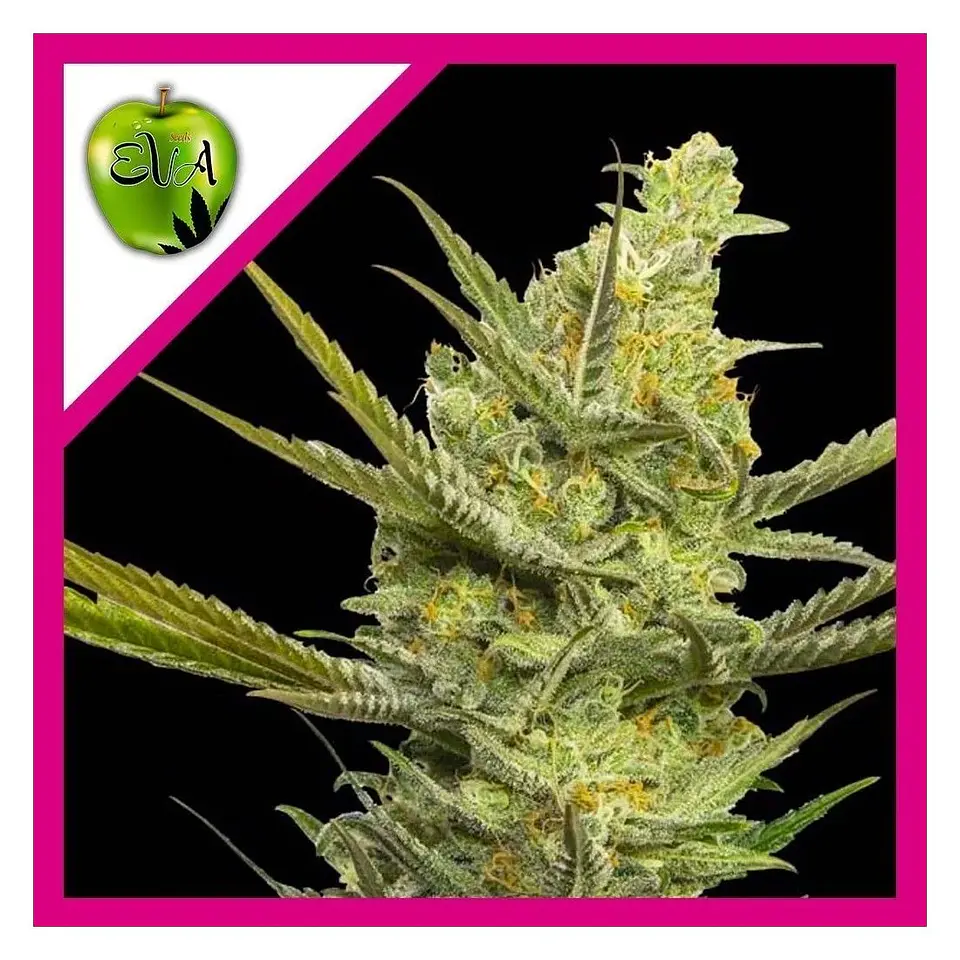 Gipsy Haze Fem -Eva Seeds (X3/X3+1) 1