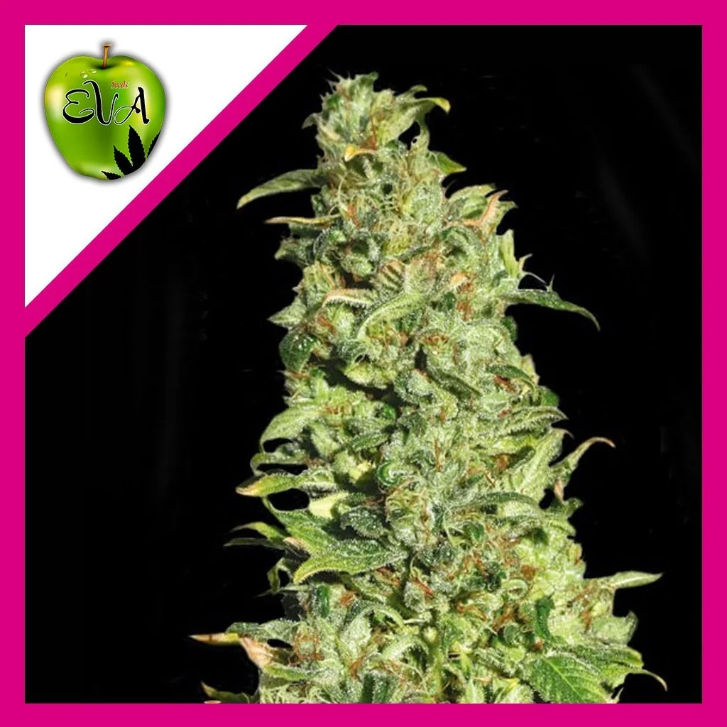 High Level Fem X3+1-Eva Seeds 1