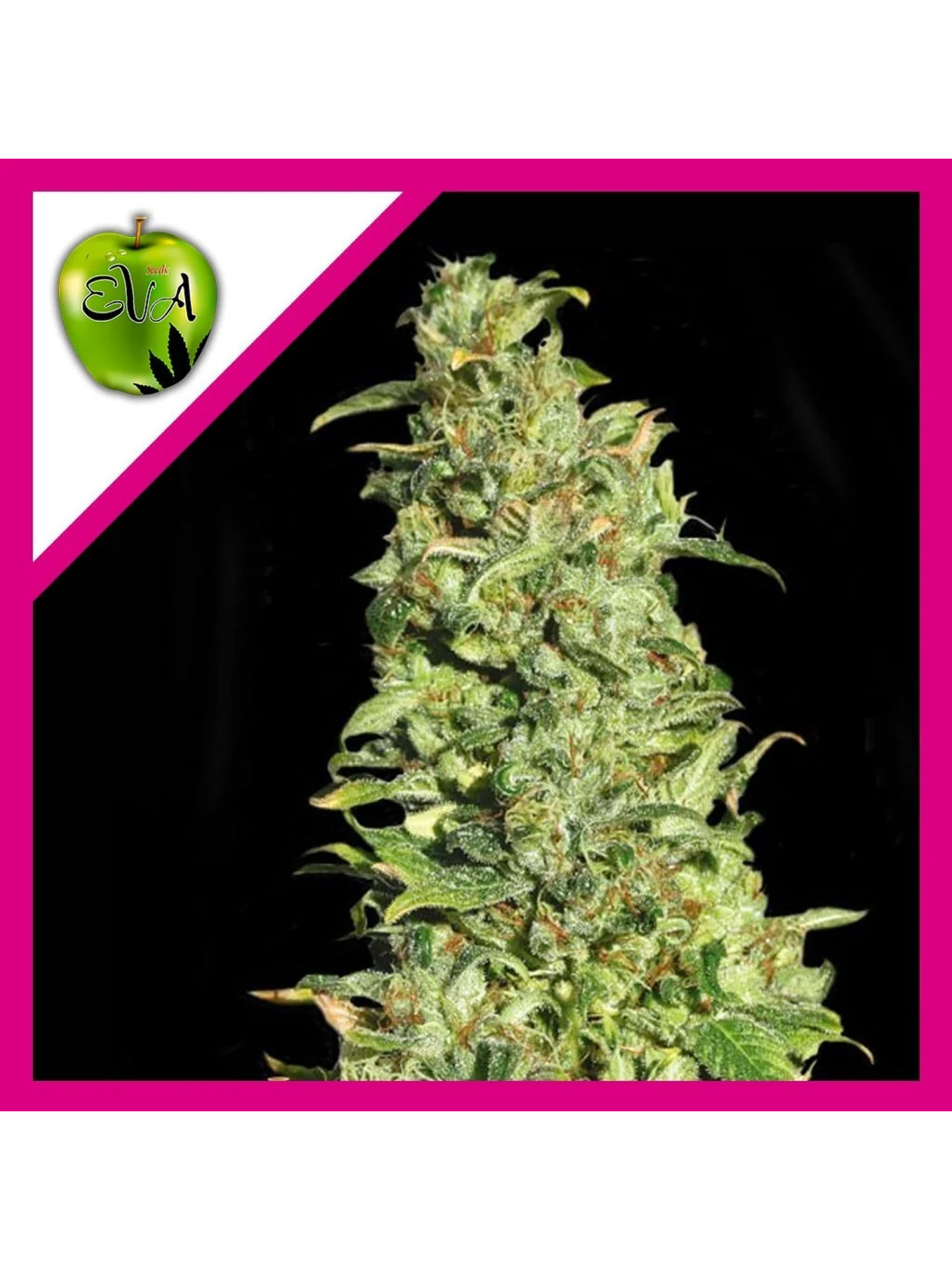 High Level Fem X3+1-Eva Seeds 1