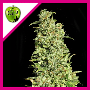 High Level Fem X3+1-Eva Seeds