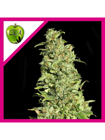 HIGH LEVEL FEM X3+1-EVA SEEDS 1