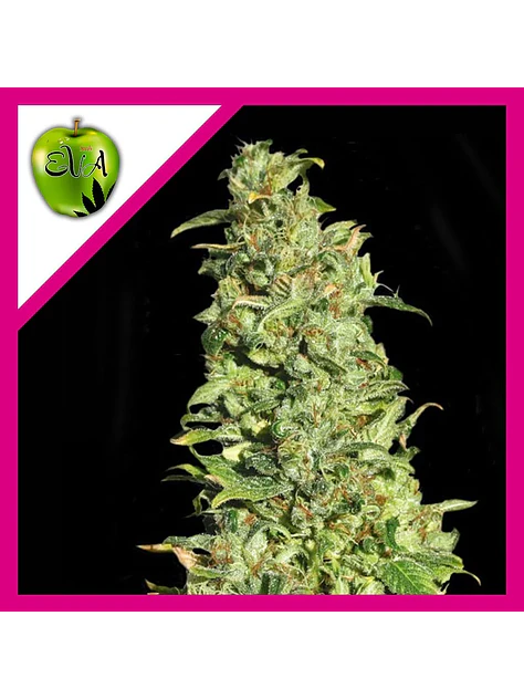 High Level Fem X3+1-Eva Seeds 1