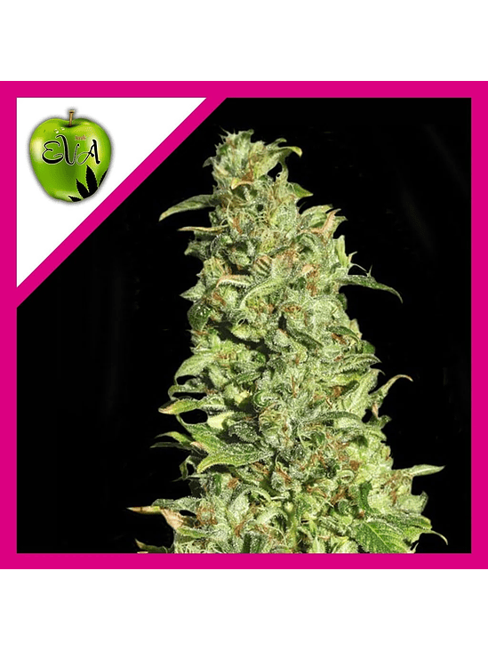 HIGH LEVEL FEM X3+1-EVA SEEDS 1