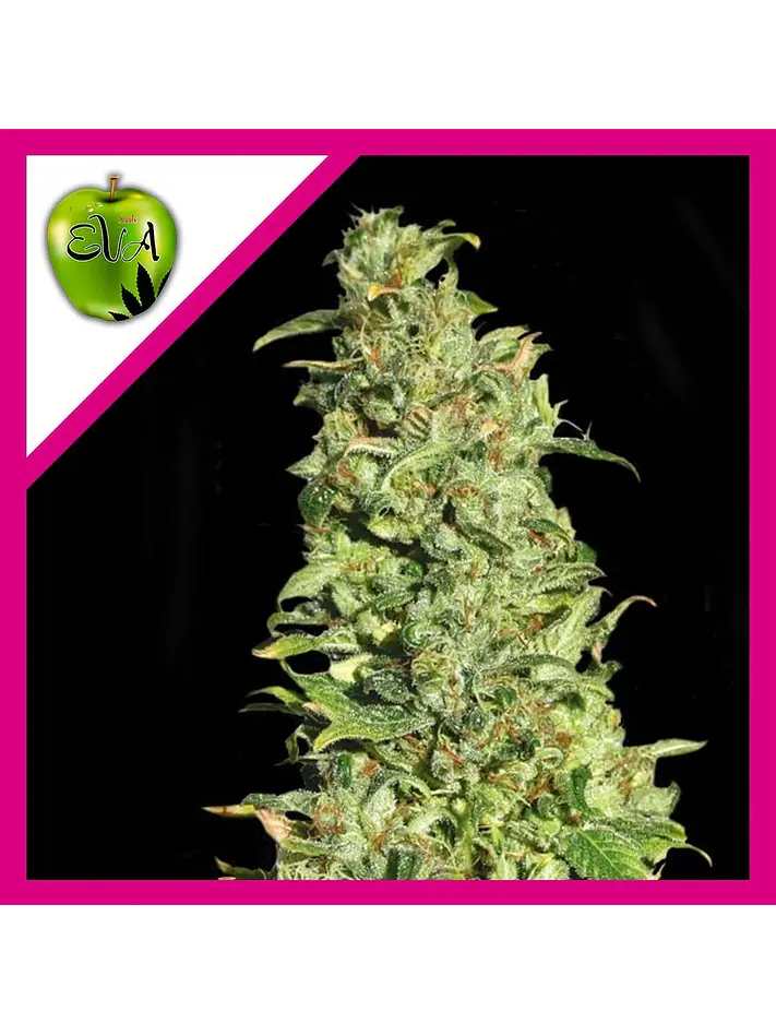 High Level Fem X3+1-Eva Seeds 1