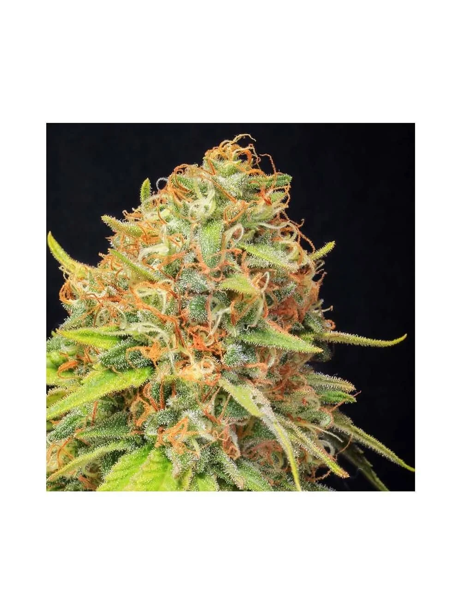 Jamaican Dream Cbd X3+1-Eva Seeds 1