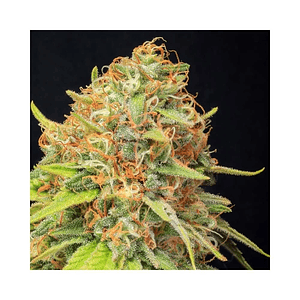 Jamaican Dream Cbd X3+1-Eva Seeds